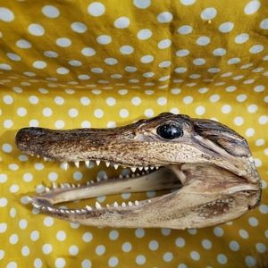 Alligator Head - Vintage New Orleans Souvenir